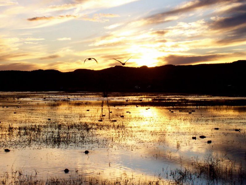 Charlie Newling, Wetland Superstar