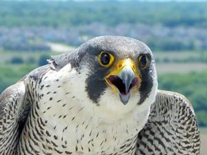 Bird with a hooked beak, dark gray head ad white underbelly flecked with gray looks directly into a camera close up. It's mouth is slightly open.