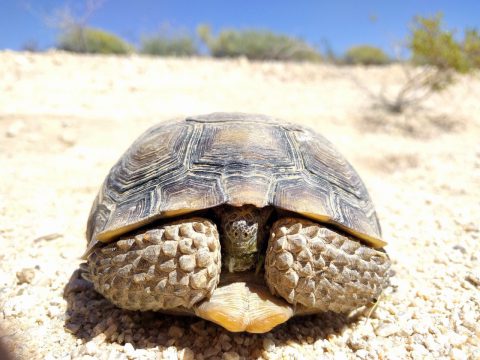 Close up, front view of adult gopherus agassizii tortoise with head and front feet tucked in, its natural habitat protected by compliance monitoring.