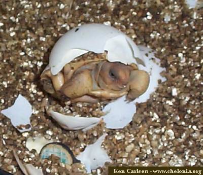 Gopherus agassizii tortoise, protected by monitoring compliance, hatches from egg.