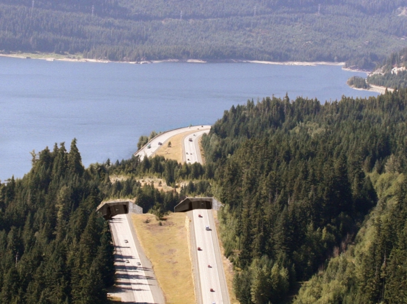 An aerial view of a divided highway with two lanes in each direction. The highway borders a lake on the left and a forest on the right. The traffic is routed through two tunnels beneath an overpass constructed of soil, grass, and trees, for animals to use to safely access the lake habitat.