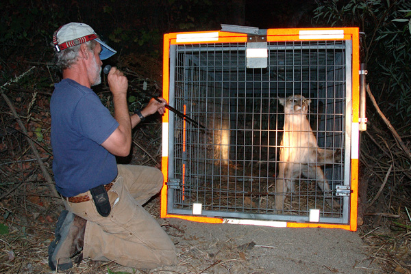 A man wearing dark blue t-shirt and tan pants is kneeling in front a mountain lion that has been trapped in a cage. It is night and outdoors. The man has a long tube raised to his mouth that he is pointing at the lion.