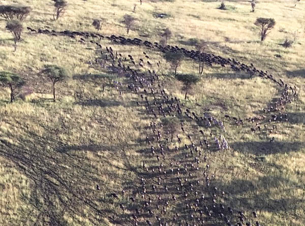 Aerial view of hundreds of wildebeests during wildlife tracking. The herd runs on flat, dry grass and forms a letter “P” as animals merge at top left of image.