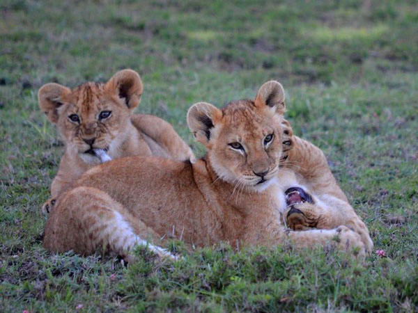 Three lion cubs lie in grass. One bites tail of second lying with mouth open on its back, while that one paws third cub’s cheek