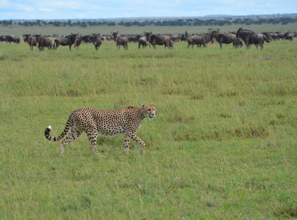 A herd of wildebeest is grazing in green grass. A large gold cat with black spots is walking in front of the herd, looking toward the camera. The line of wildebeests closest to the cheetah are looking at it.