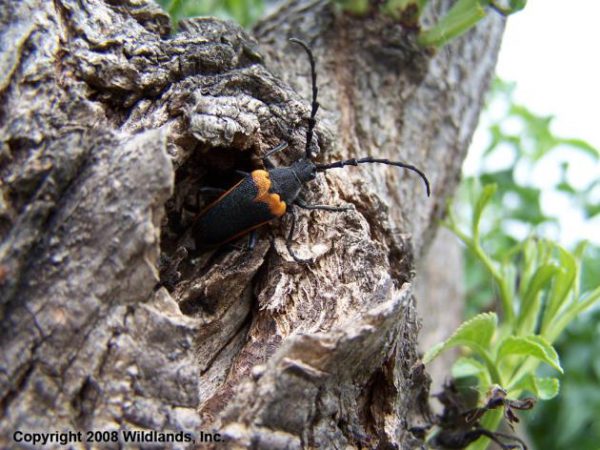 Image of Valley Elderberry Longhorned Beetle emerging from tree knot