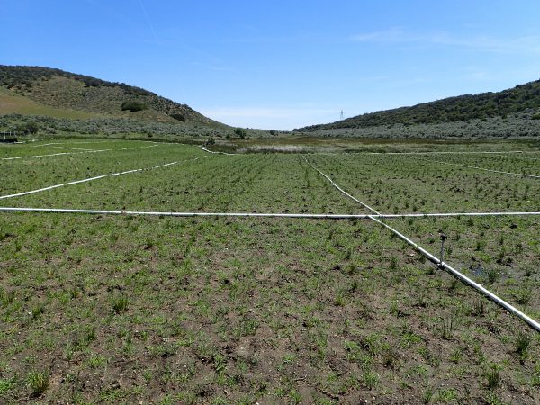 Image of Restored Wetlands Peterson Mitigation Bank