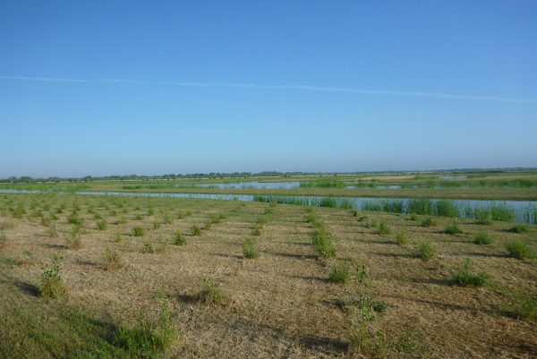 Image of River Ranch wetlands after conservation in 2014.