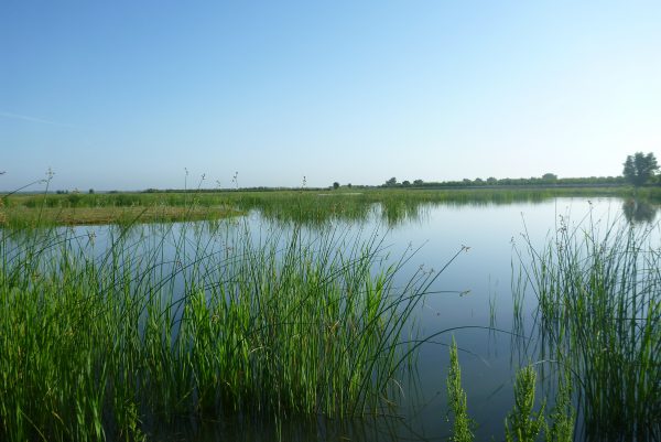 Image of River Ranch restored wetlands.