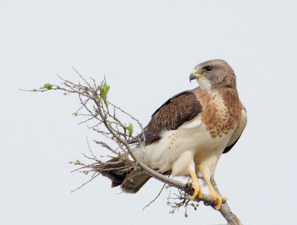 Image of Swainson's Hawk sitting atop a tree snag on Peterson Mitigation Bank