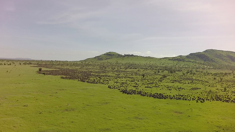 Aerial image of wildebeest herd in wave formation.