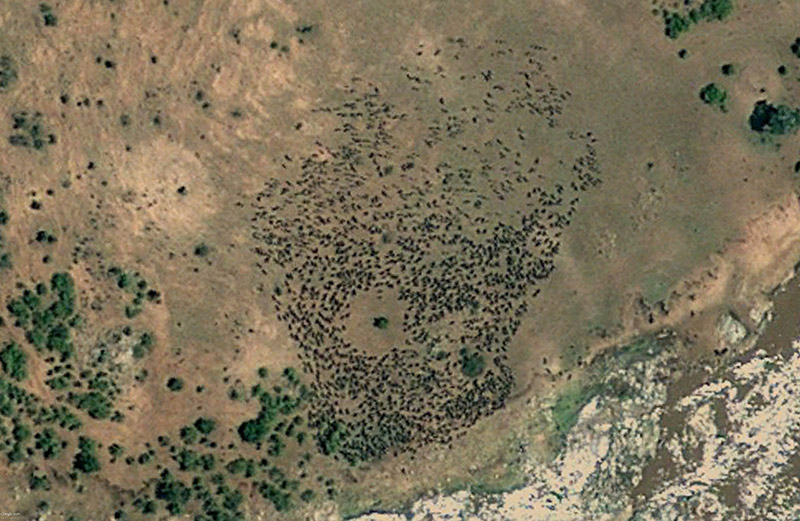 Aerial view of wildebeest herd in donut shape.
