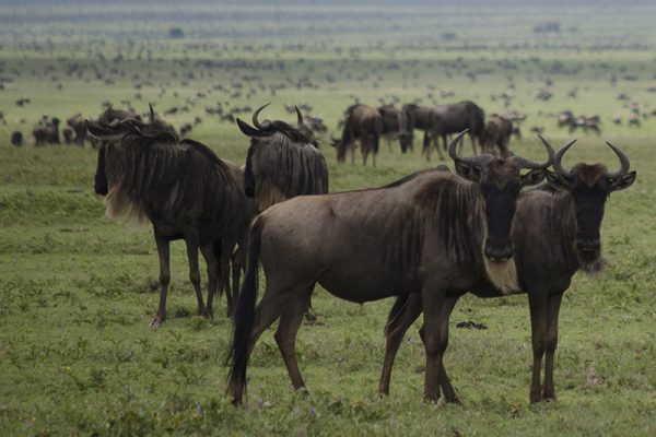 Closeup of wildebeest herd on the tanzania plains.