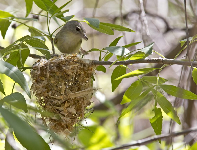 Wildnote Updates: Bird Nest Monitoring and More