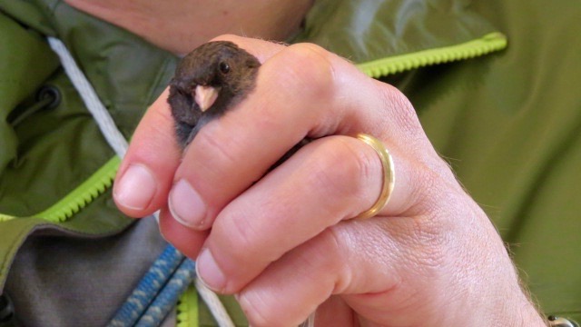 Mans hand holds small bird with its head secured between his index and middle fingers. 