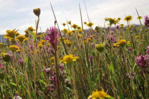 prebuilt-taxonomy-lists-speed-up-field-data-collection-usda-plant-lists-usace-wetland-regions