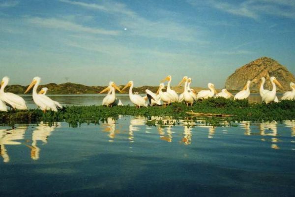 white-pelicans-morro-bay-wetlands
